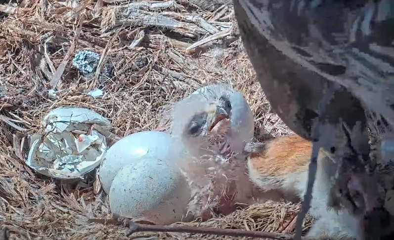 Tap to watch N1's first feeding at the Cornell Hawks nest.